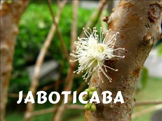 PPT - Jaboticaba (Yveta) PowerPoint Presentation, free download - ID:12064035