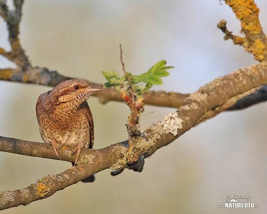 Krutihlav obecný | Naturfoto.cz