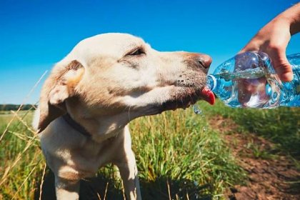 Dopřejte psovi dostatek čerstvé vody