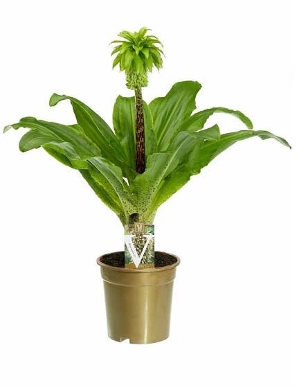 Eucomis bicolor "Chocholatice"