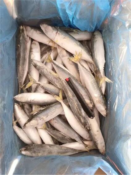 Pacific Mackerel Fish IQF 60/80