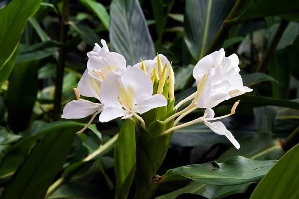 gingerlily blooms 