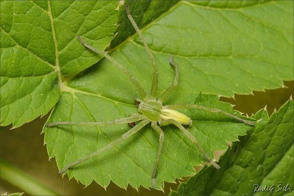 Česká arachnologická společnost - Micrommata virescens (Clerck, 1757) [maloočka smaragdová] → Čeleď: Sparassidae → Rod