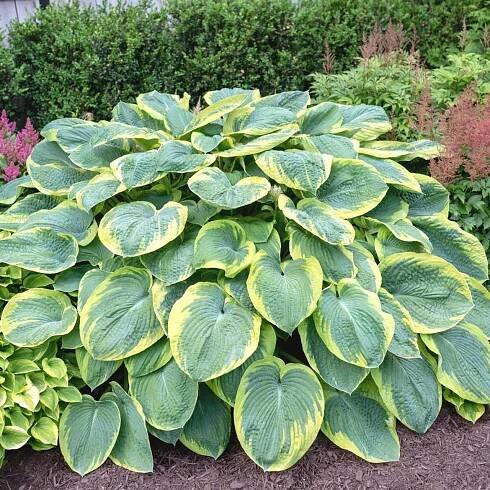Hosta Large Leaf Frances Williams - 3 bare roots - Longfield Gardens