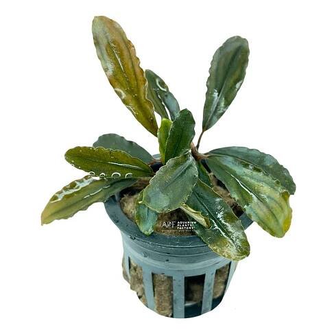 Bucephalandra V3 Alamanda Dark - Aquarium Plants Factory