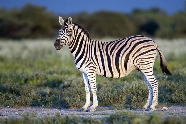 Zebra Burchellova - Wikiwand