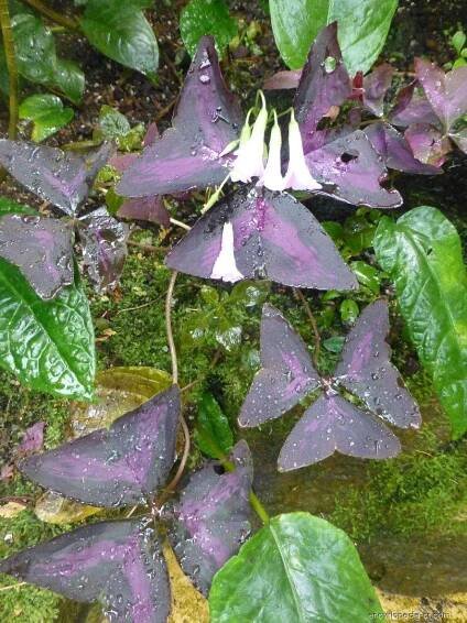 Šťavel trojhranný (Oxalis triangularis)