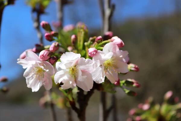 Sakura ozdobná Amanogawa (Prunus serrulata)