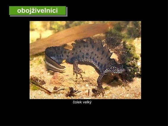 PPT - Poznávačka – obratlovci tercie PowerPoint Presentation, free download - ID:4342047
