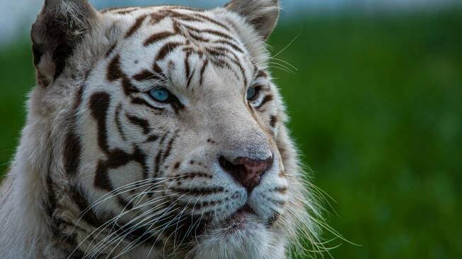 ZOO Liberec ruší chov ojedinělých bílých tygrů indických?