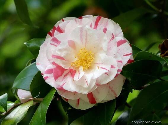 Fotogalerie DF: camellia japonica; 1