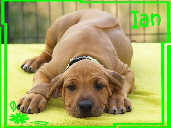 štěně Rhodéský ridgeback s PP - Dogslife.cz