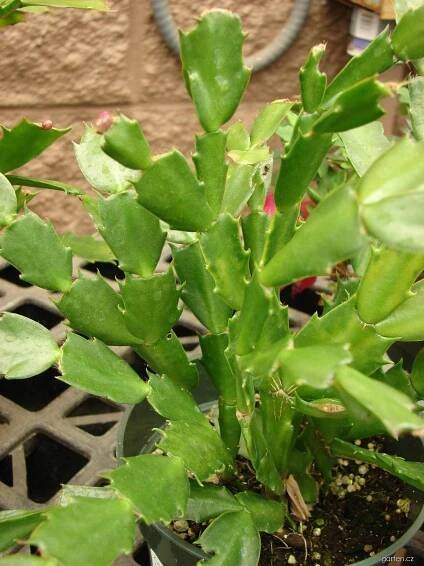 Schlumbergera - vánoční kaktus (Schlumbergera truncata)