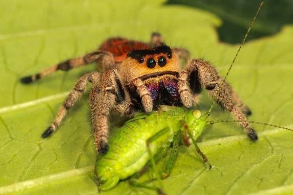Phidippus regius Everglades, skákavka královská