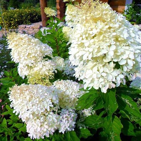 HYDRANGEA PANICULATA 'PHANTOM' HORTENZIE KYTICE