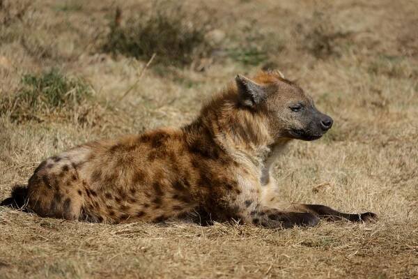 bezplatná Hyena skvrnitá (Crocuta crocuta) ležící na savaně v jejím přirozeném prostředí. Základová fotografie