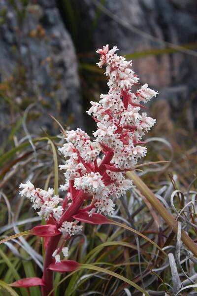 Soubor:Dracophyllum milliganii 7519.jpg
