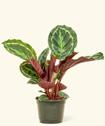 Calathea Medallion in a 6 inches grow pot