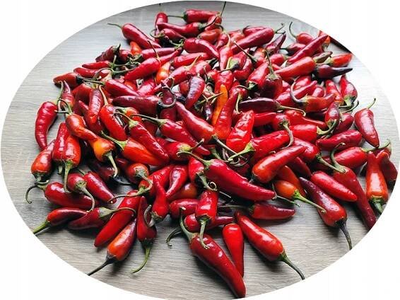 DreamCatcher x Purple Jalapeno semena chilli papriček do květináče NÁDHERNÁ Druh rostliny papriky