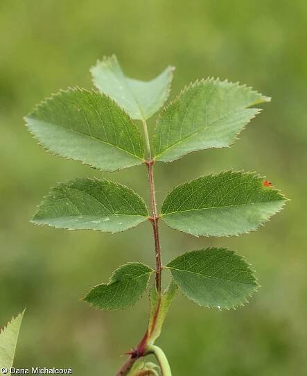 fotografický klíč k určování cévnatých rostlin :: BOTANICKÁ FOTOGALERIE