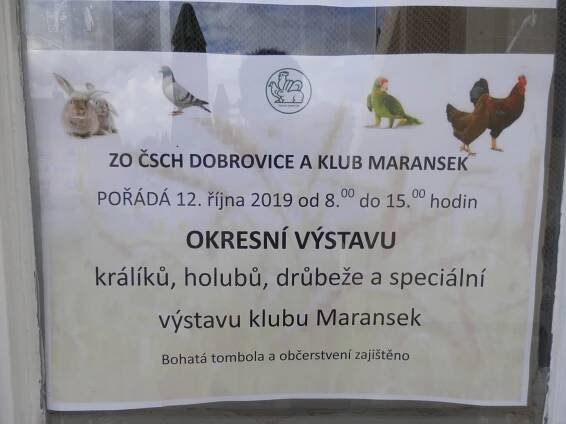 Výstava drůbeže a holubů: Dobrovice