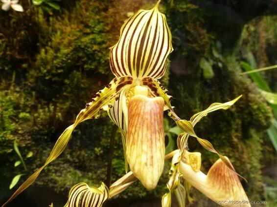 Střevíčníkovec - Paphiopedilum intaniae