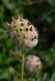 Jetel jahodnatý (Trifolium fragiferum), plody, plodenství
