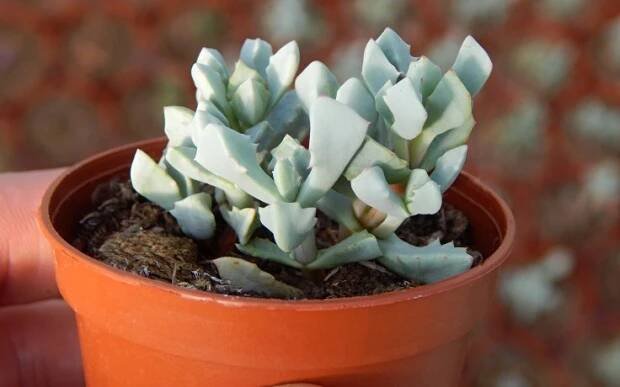 Oscularia deltoides - Pink Iceplant