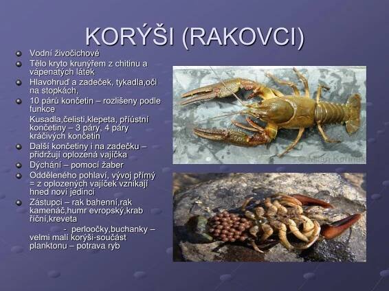 PPT - ČLENOVCI PowerPoint Presentation, free download - ID:4157833