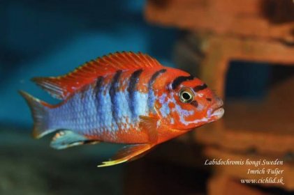 Labidochromis hongi Sweden / Nádherne červená