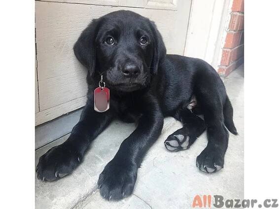 Štěňata labradorského retrívra