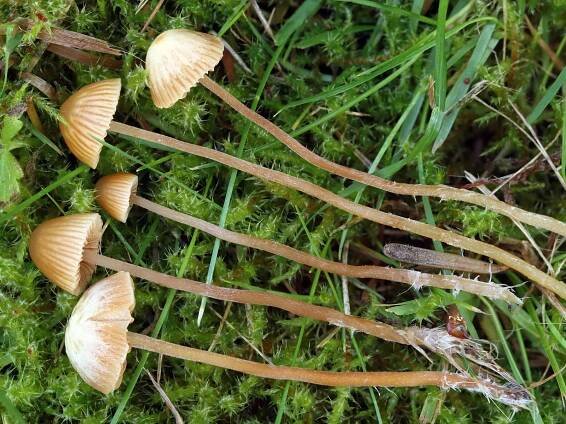 Galerina - čepičatka - myko.cz