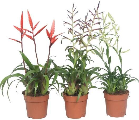 Guzmánie různé odrůdy výška cca 40-55 cm průměr květináče cca 12 cm Guzmania