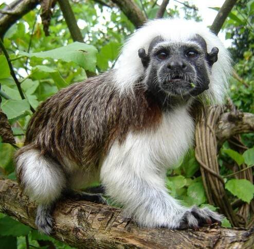 Cotton-top Tamarins in Colombia–Wildlife Conservation Network