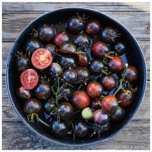 Indigo - Culina Botanica