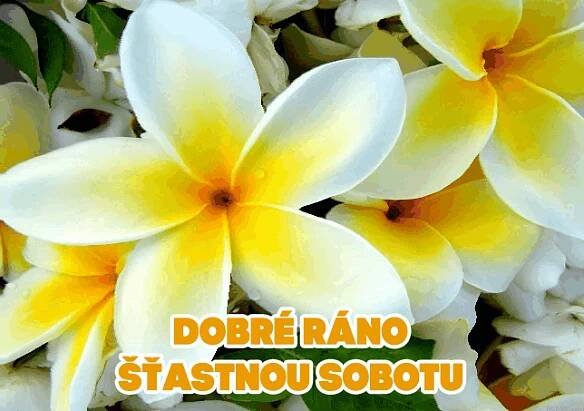 Dobré ráno a Hezkou sobotu GIFy