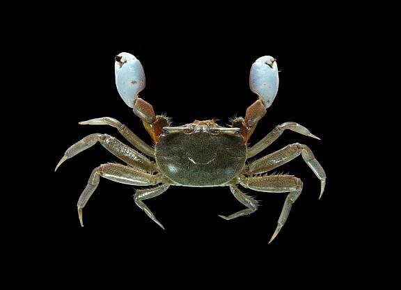 Crab Database · Krabi