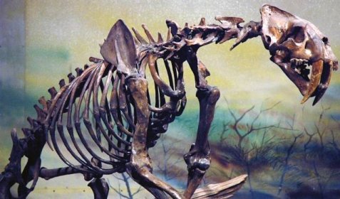 El smilodon era el felino más grande que ha existido.