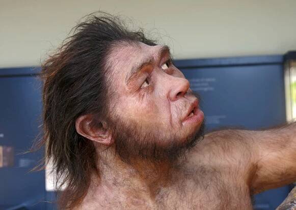 Homo erectus - Homo ergaster