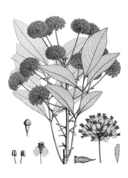 Myodocarpaceae