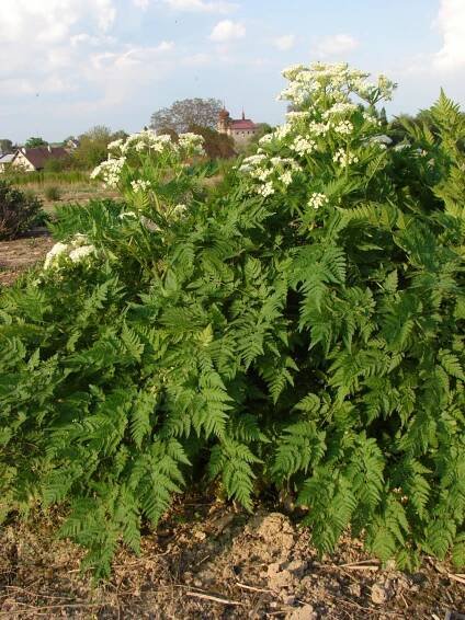 Léčivky – 2. stránka – PlantaNaturalis.com