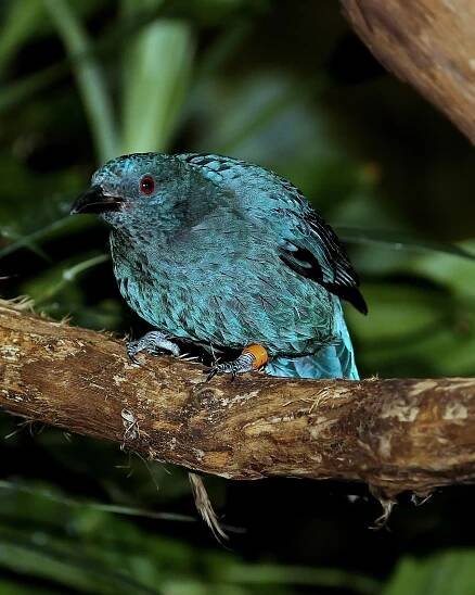 Fairy-bluebird - Wikipedia