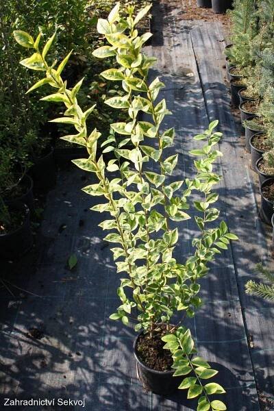 Ptačí zob Aureum 80 cm