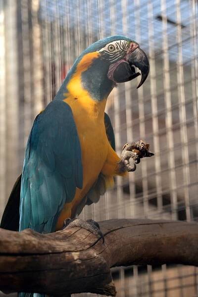 Čtrnáct let od otevření Papouščí zoologické zahrady v Bošovicích. Chystá program