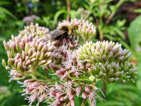 Sadec konopáč (Eupatorium cannabinum)