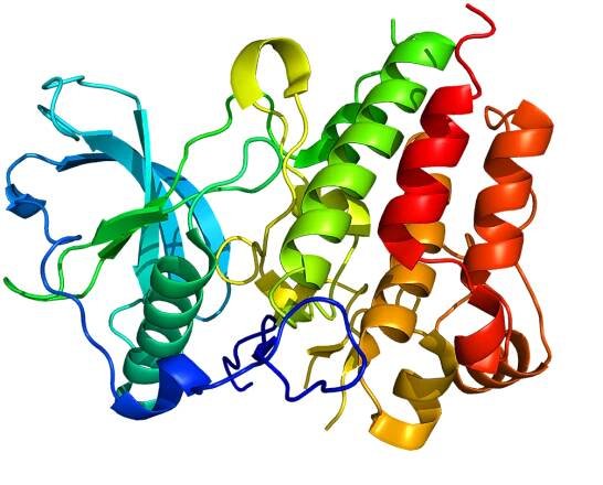 Colony stimulating factor 1 receptor