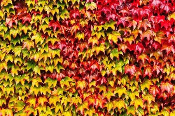 Heller Herbst Efeu Blätter Hintergrund — Stockbild