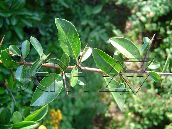 Pyracantha 'Soleil d'Or'