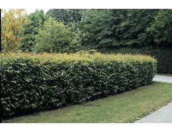 Habr obecný FloraSelf Carpinus betulus 40-60 cm v click květináči