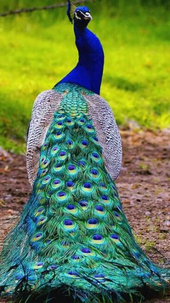 10 colourful birds to spot in Uttarakhand